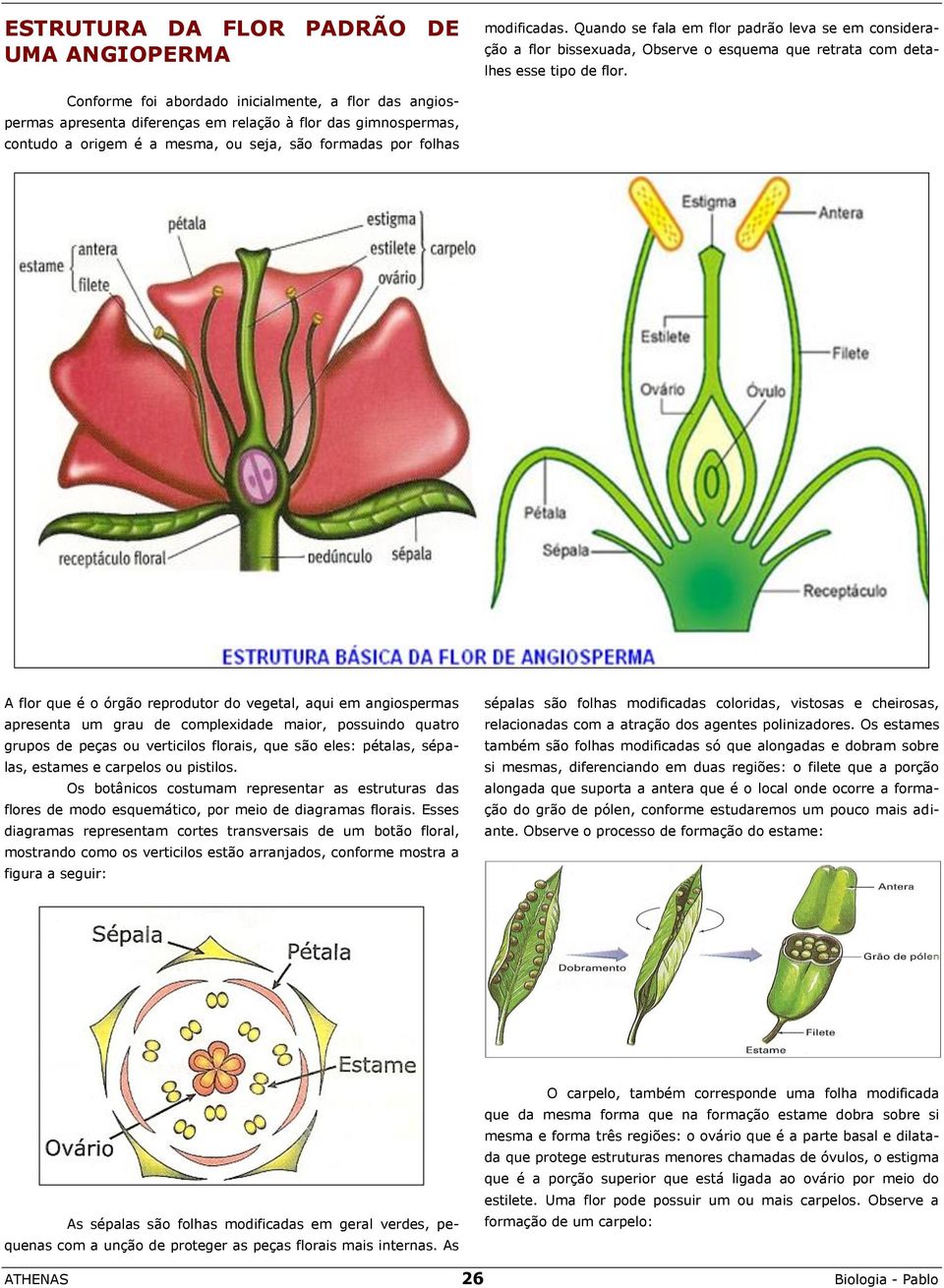 reprodutor do vegetal, aqui em angiospermas apresenta um grau de complexidade maior, possuindo quatro grupos de peças ou verticilos florais, que são eles: pétalas, sépalas, estames e carpelos ou