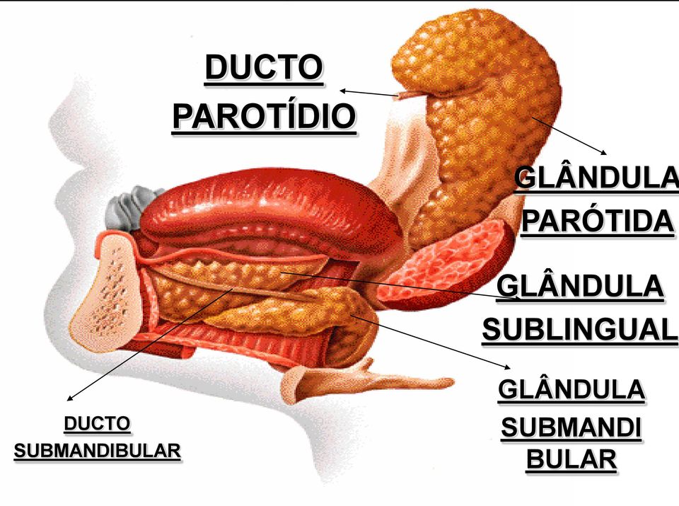 SUBLINGUAL DUCTO