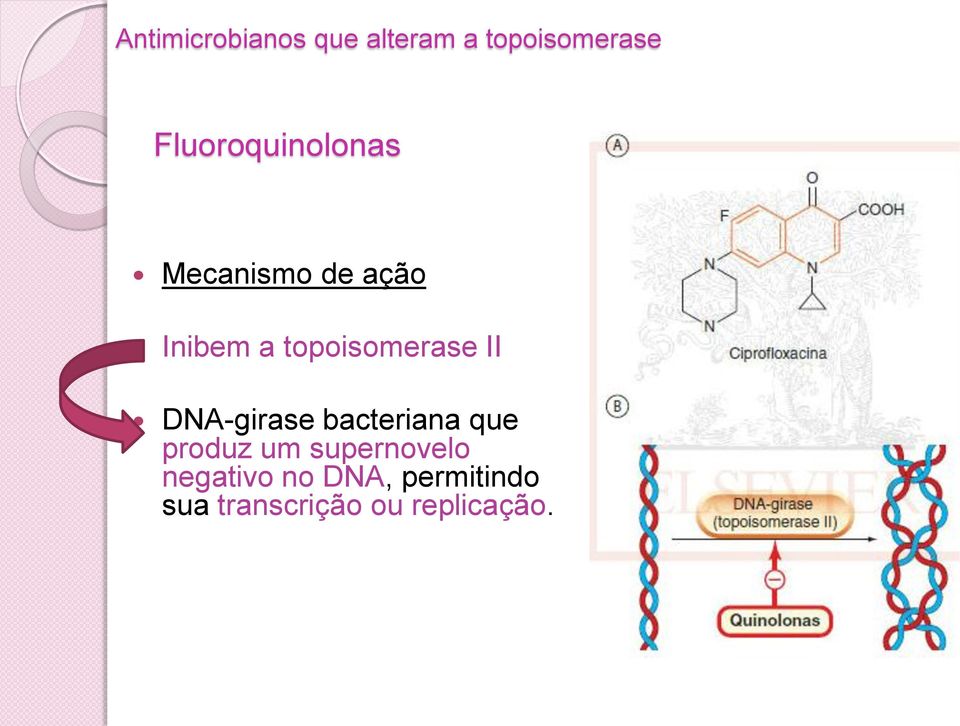 topoisomerase II DNA-girase bacteriana que produz um