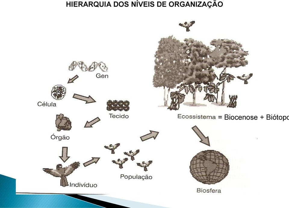 ORGANIZAÇÃO =