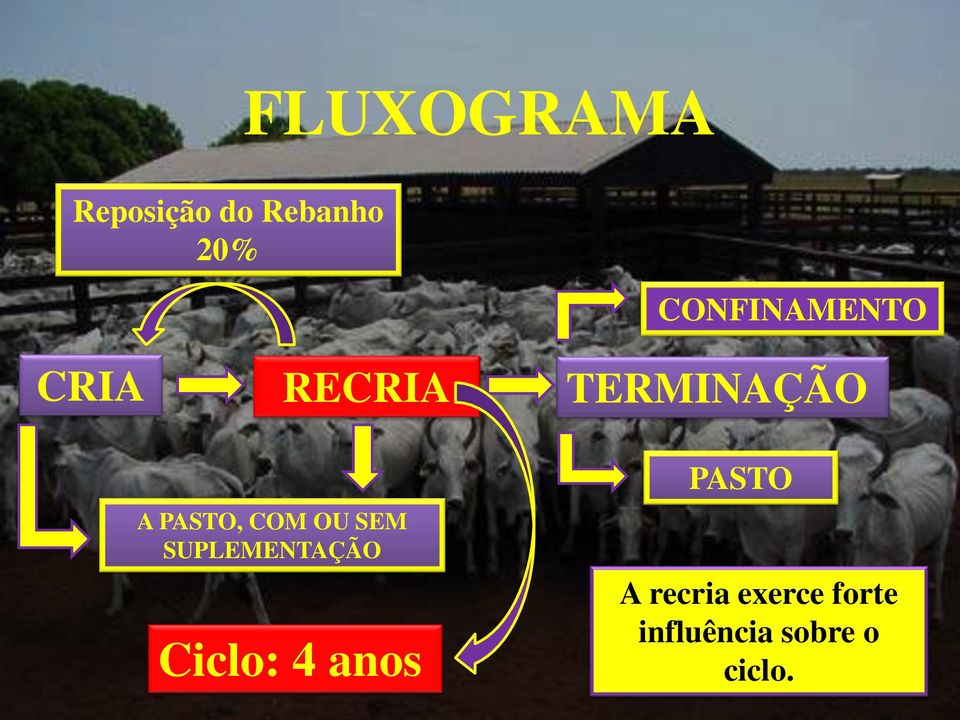 PASTO, COM OU SEM SUPLEMENTAÇÃO Ciclo: 4