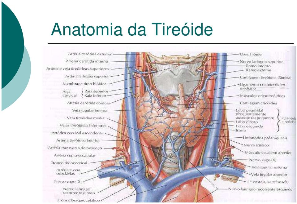 Tireóide