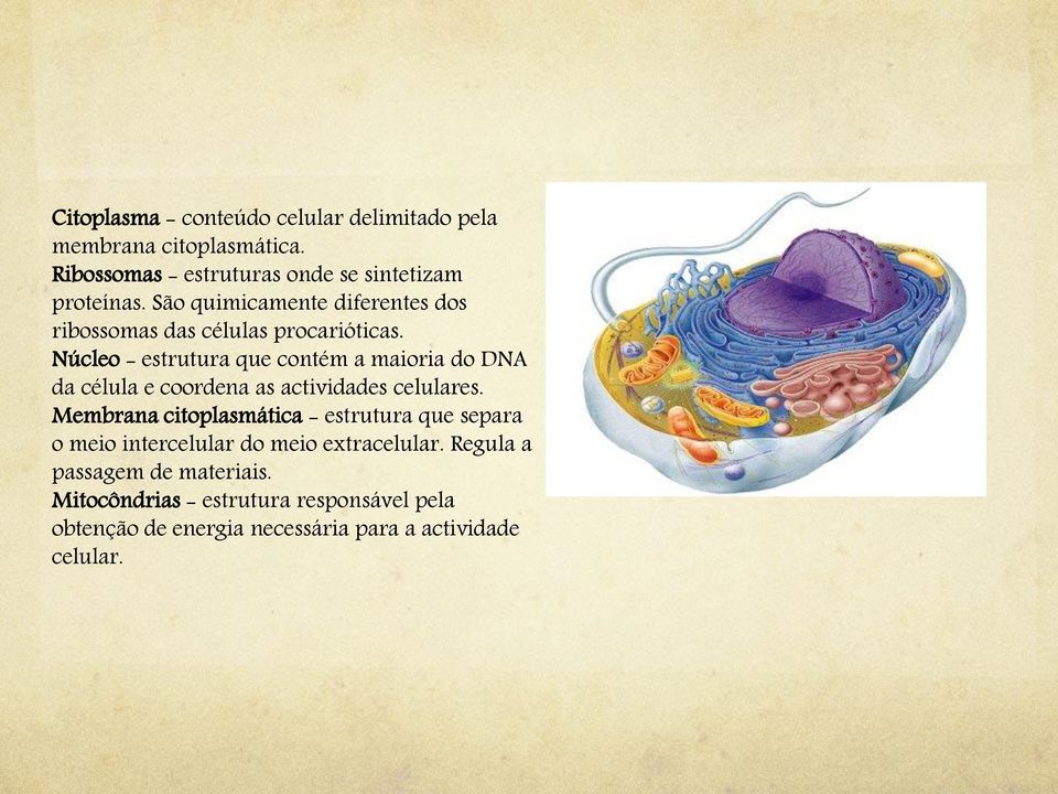 Núcleo - estrutura que contém a maioria do DNA da célula e coordena as actividades celulares.