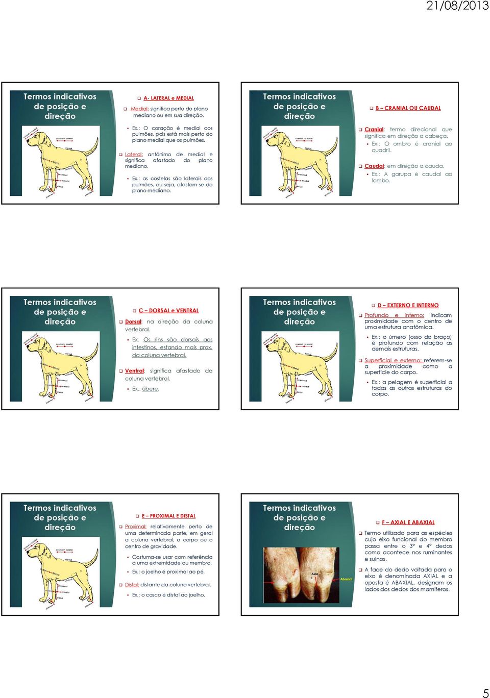 Ex.: O ombro é cranial ao quadril. Caudal: em a cauda. Ex.: A garupa é caudal ao lombo. C DORSAL e VENTRAL Dorsal: na da coluna vertebral. Ex. Os rins são dorsais aos intestinos, estando mais prox.