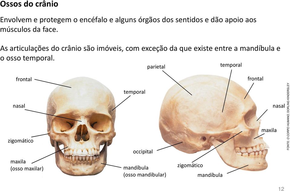 As articulações do crânio são imóveis, com exceção da que existe entre a mandíbula e o osso temporal.