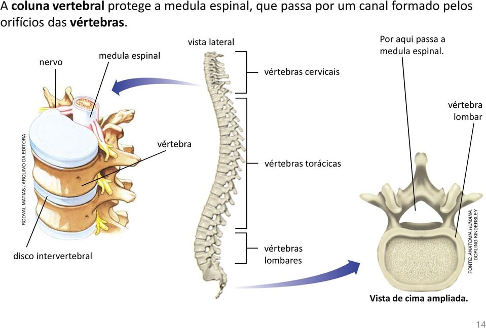 nervo medula espinal vista lateral vértebras cervicais Por aqui passa a medula espinal.