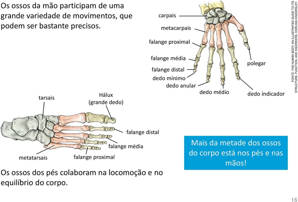 polegar dedo indicador FONTE: THE HUMAN BODY; AN ILLUSTRATED GUIDE TO ITS STRUCTURE, FUNCTION, AND DISORDERS, DORLING KINDERSLEY.