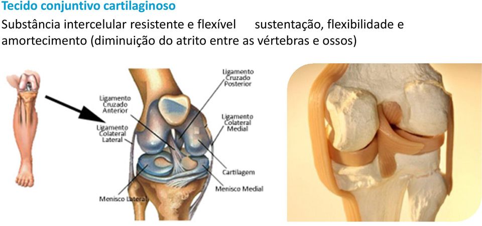 sustentação, flexibilidade e amortecimento