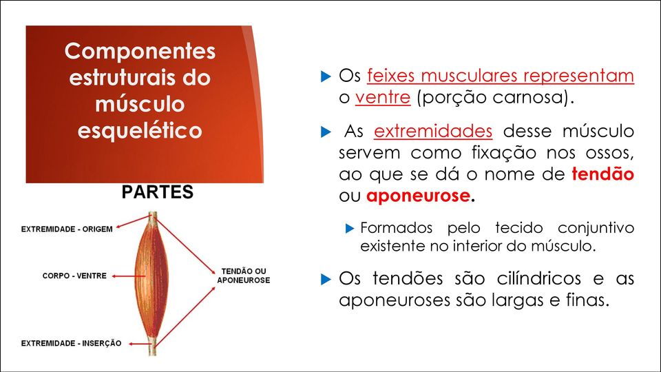 As extremidades desse músculo servem como fixação nos ossos, ao que se dá o nome de