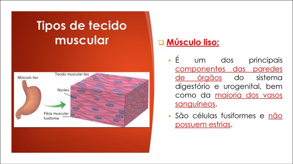 sistema digestório e urogenital, bem como da maioria