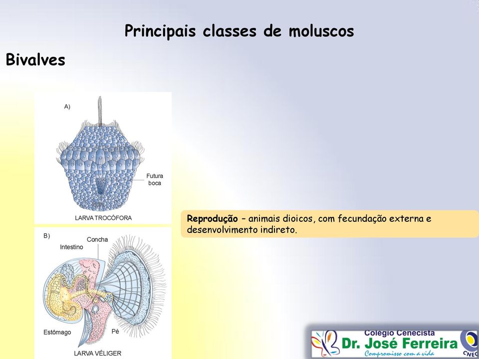 fecundação externa e