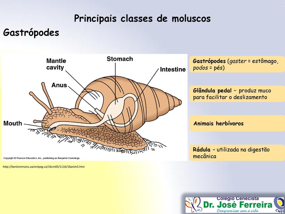 Animais herbívoros Rádula utilizada na digestão mecânica