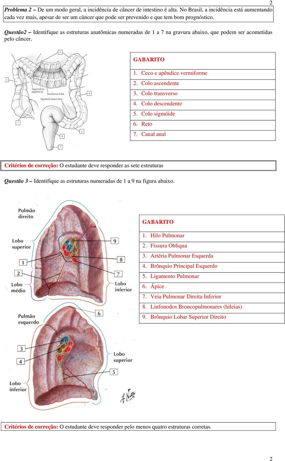 Questão2 Identifique as estruturas anatômicas numeradas de 1 a 7 na gravura abaixo, que podem ser acometidas pelo câncer. 1. Ceco e apêndice vermiforme 2. Colo ascendente 3. Colo transverso 4.