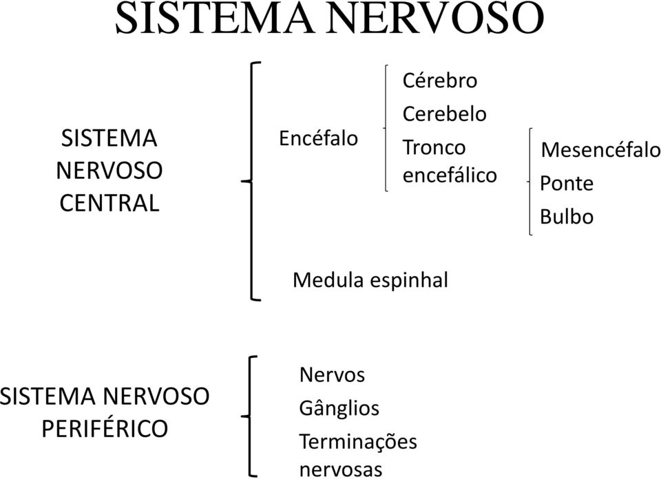 Mesencéfalo Ponte Bulbo Medula espinhal