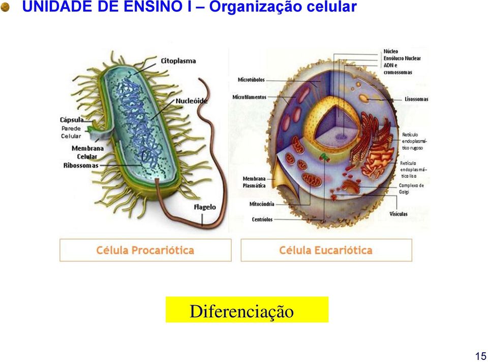 3.1- Tecido epitelial 1.3.2- Tecido conjuntivo 1.3.3- Pele e anexos Prática de histologia sobre o uso do microscópio 1.4-