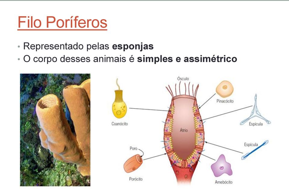 esponjas O corpo