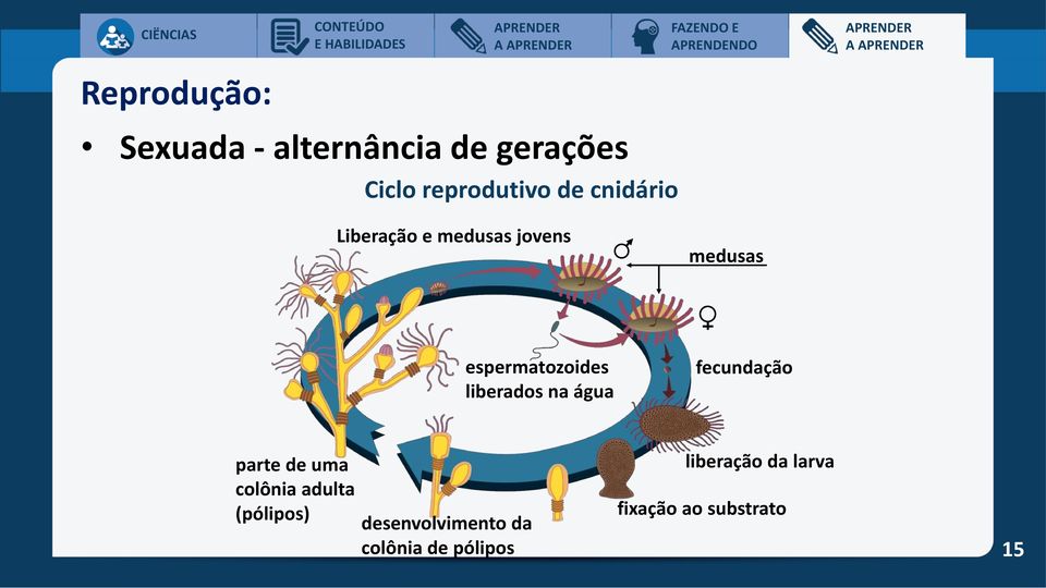 liberados na água fecundação parte de uma colônia adulta (pólipos)