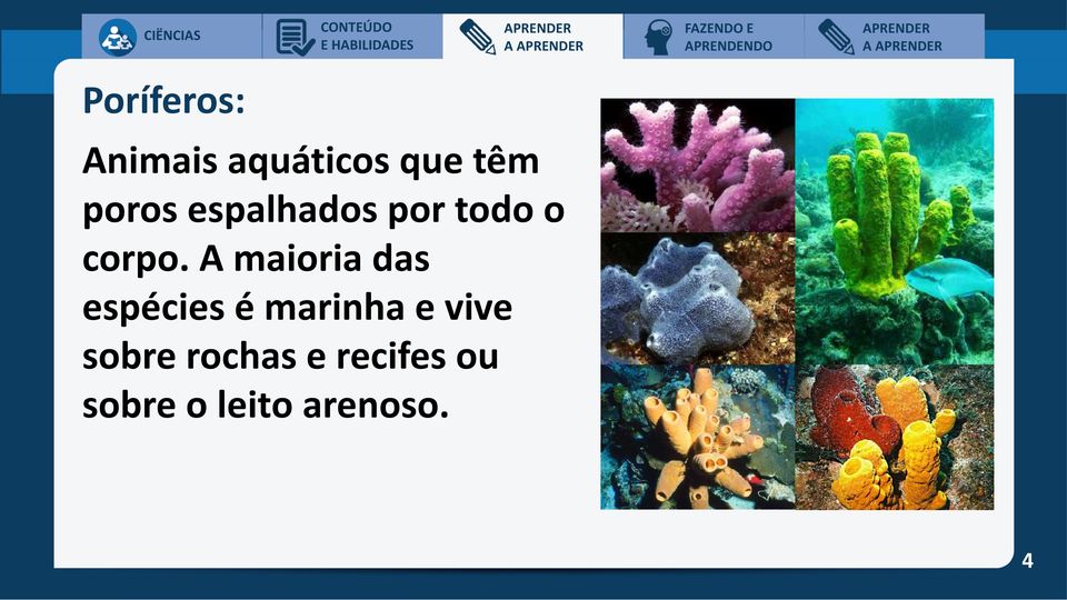 A maioria das espécies é marinha e vive