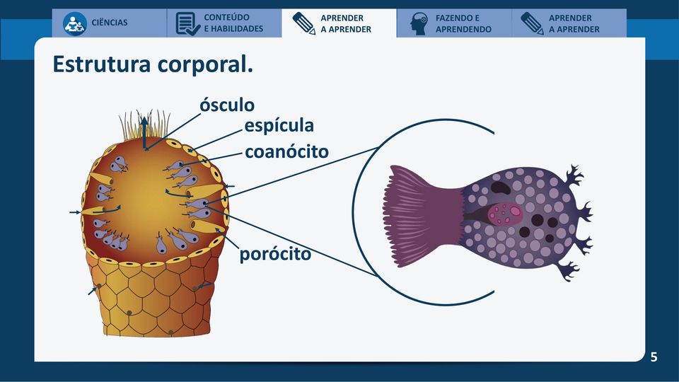 ósculo