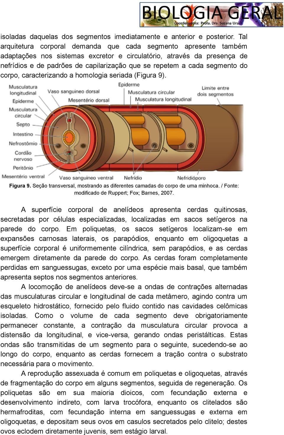 cada segmento do corpo, caracterizando a homologia seriada (Figura 9). Figura 9. Seção transversal, mostrando as diferentes camadas do corpo de uma minhoca.