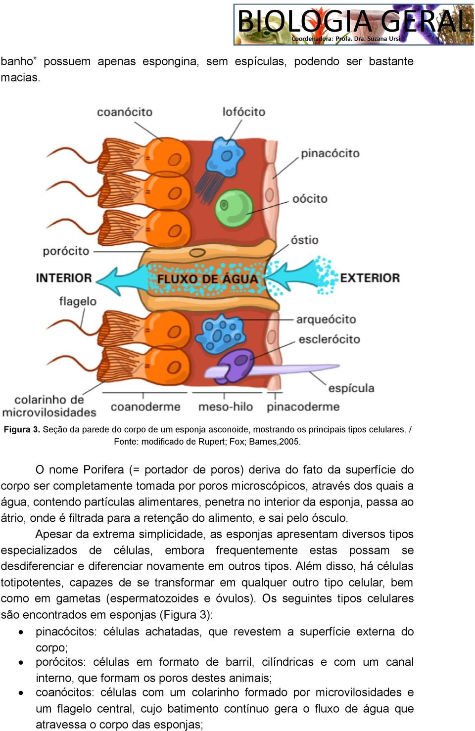 O nome Porifera (= portador de poros) deriva do fato da superfície do corpo ser completamente tomada por poros microscópicos, através dos quais a água, contendo partículas alimentares, penetra no