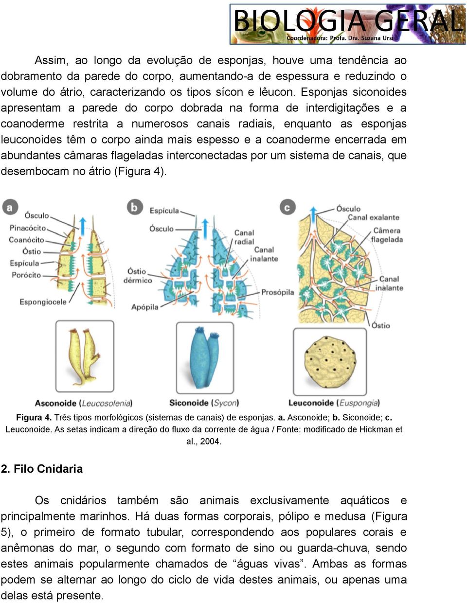 espesso e a coanoderme encerrada em abundantes câmaras flageladas interconectadas por um sistema de canais, que desembocam no átrio (Figura 4). Figura 4.