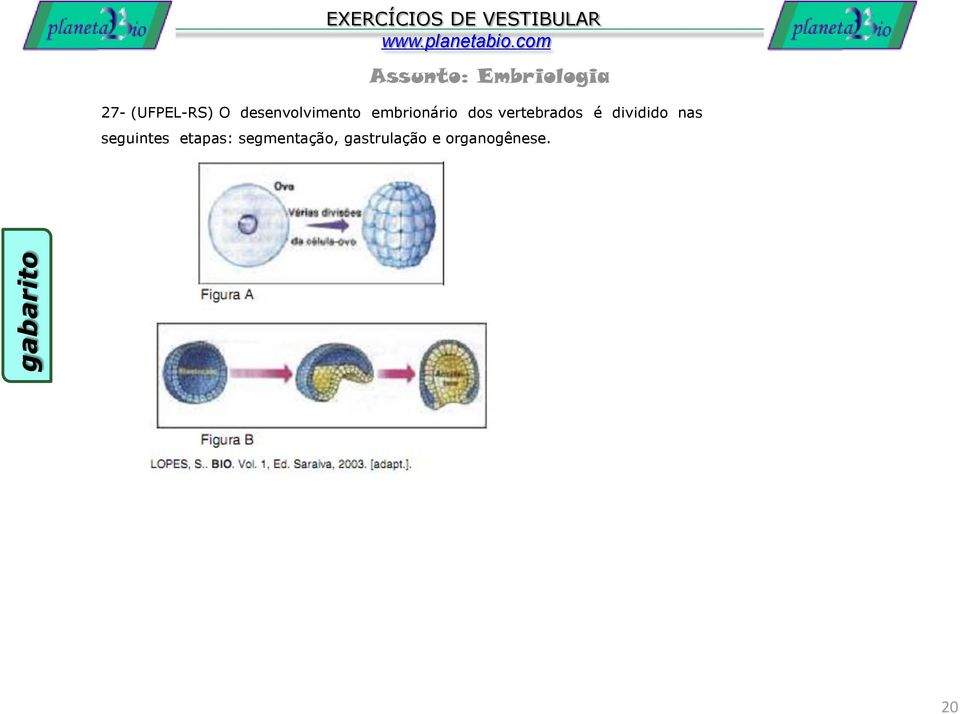 dividido nas seguintes etapas: