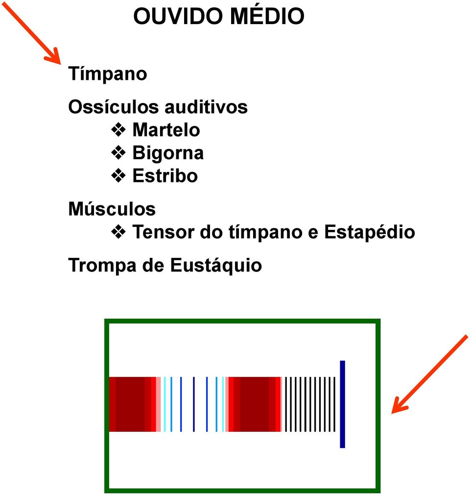 Estribo Músculos Tensor do