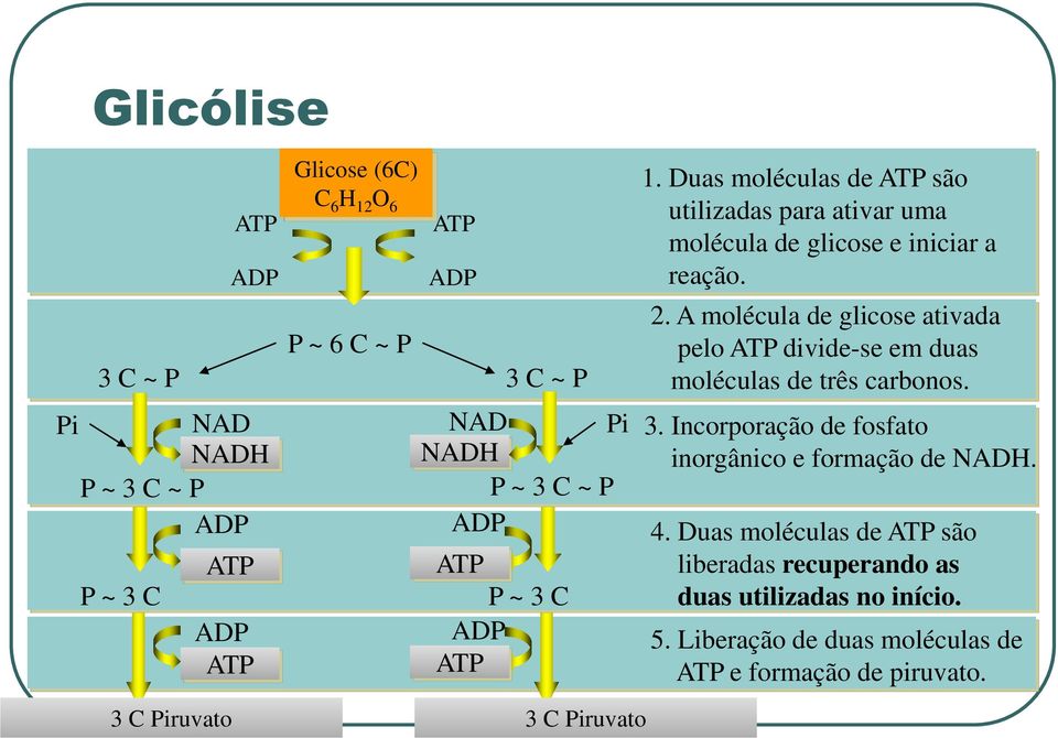 A molécula de glicose ativada pelo ATP divide-se em duas moléculas de três carbonos. 3. Incorporação de fosfato inorgânico e formação de NADH. 4.