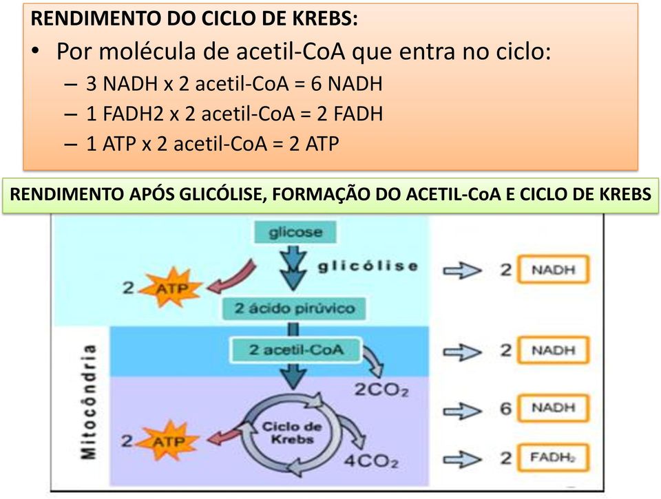 x 2 acetil-coa = 2 FADH 1 ATP x 2 acetil-coa = 2 ATP