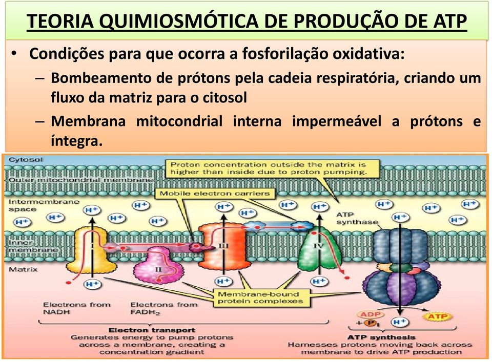 cadeia respiratória, criando um fluxo da matriz para o