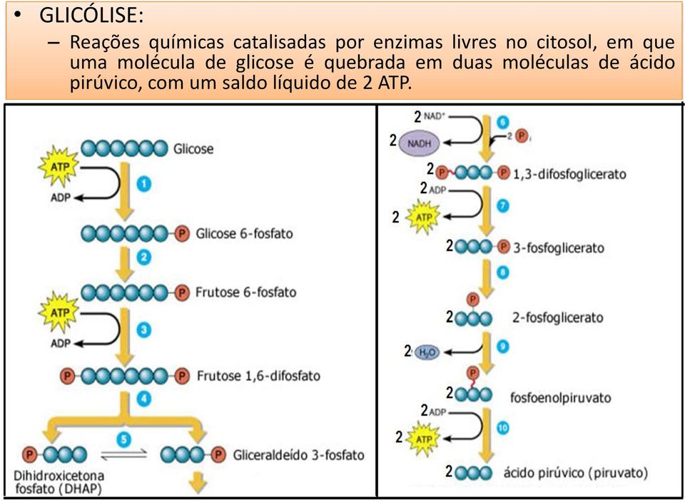 molécula de glicose é quebrada em duas