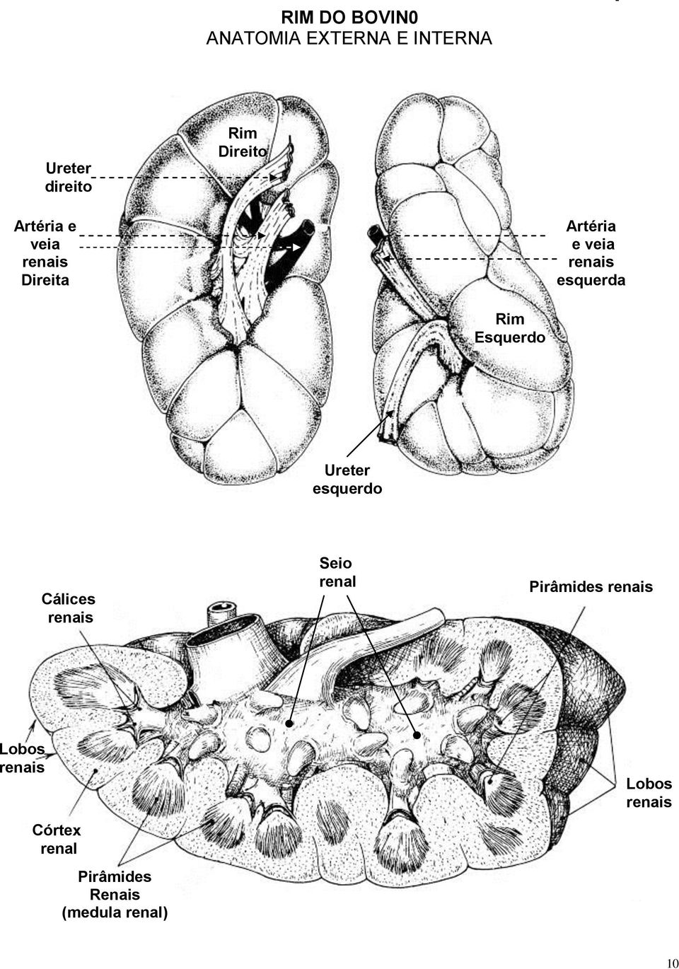 Esquerdo Ureter esquerdo Cálices renais Seio renal Pirâmides renais