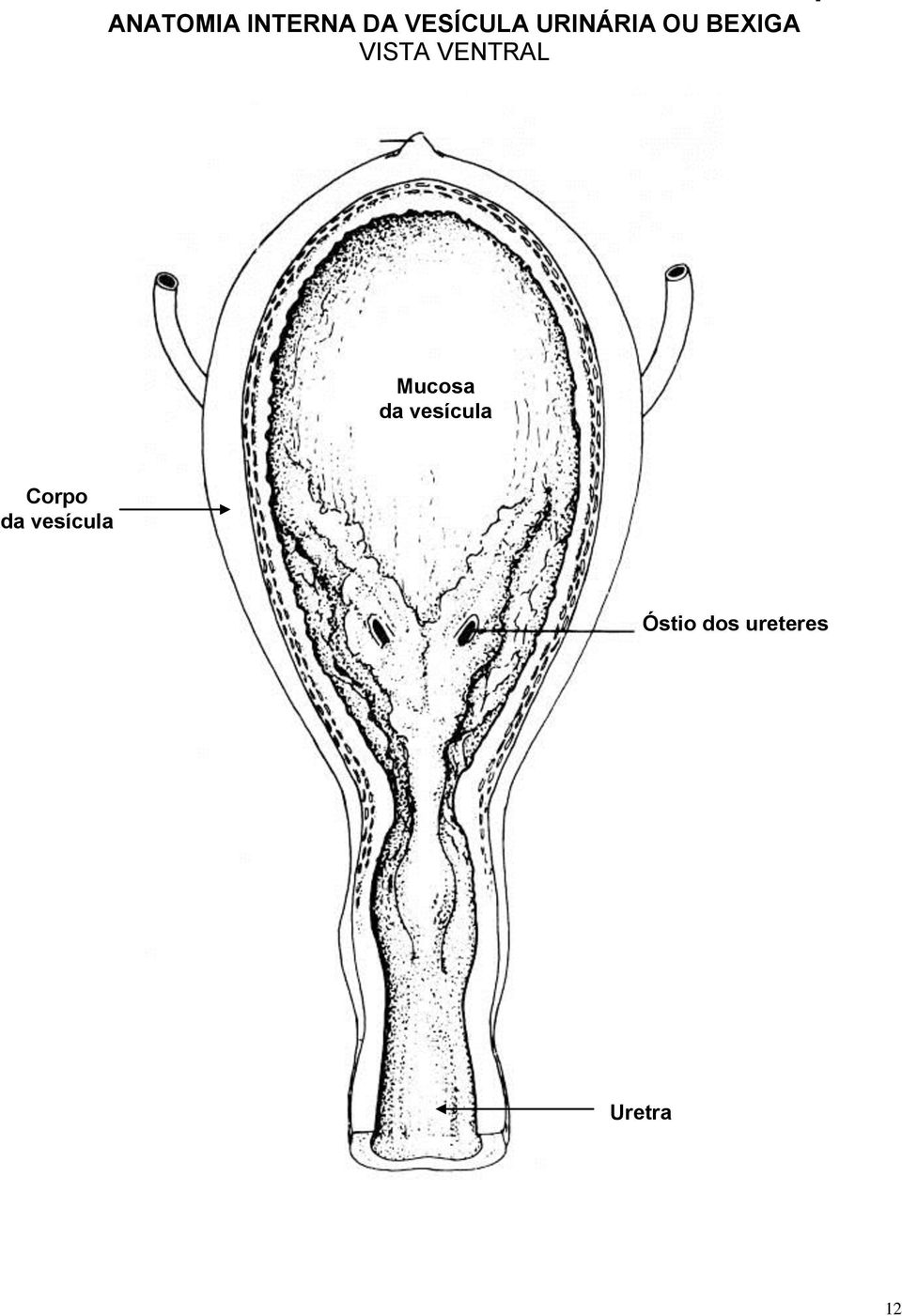 VENTRAL Mucosa da vesícula