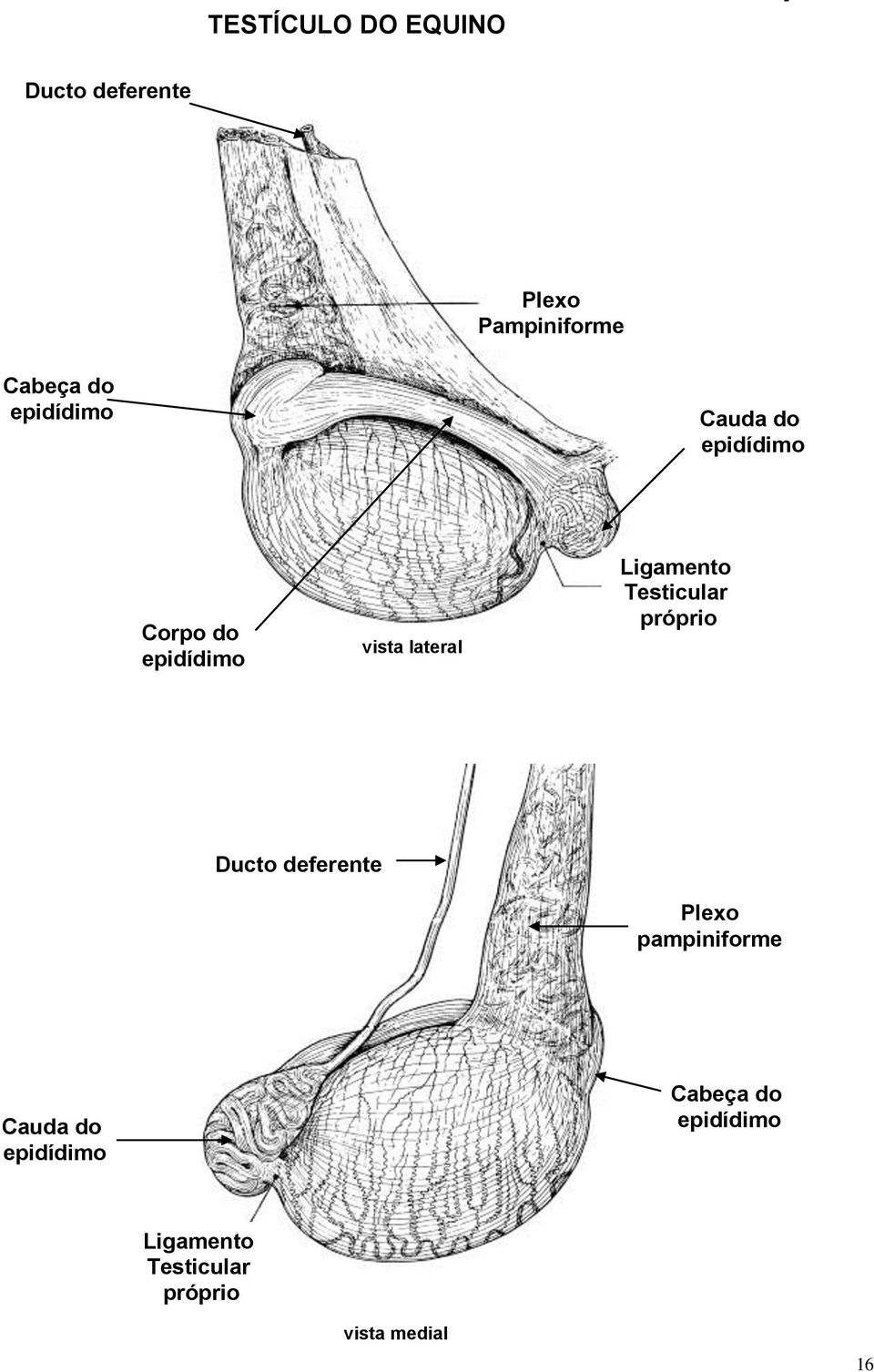 Ligamento Testicular próprio Ducto deferente Plexo pampiniforme