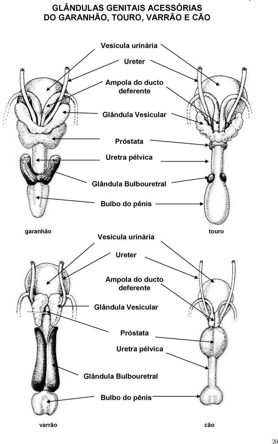 Bulbouretral Bulbo do pênis garanhão Vesícula urinária touro Ureter  Bulbouretral Bulbo