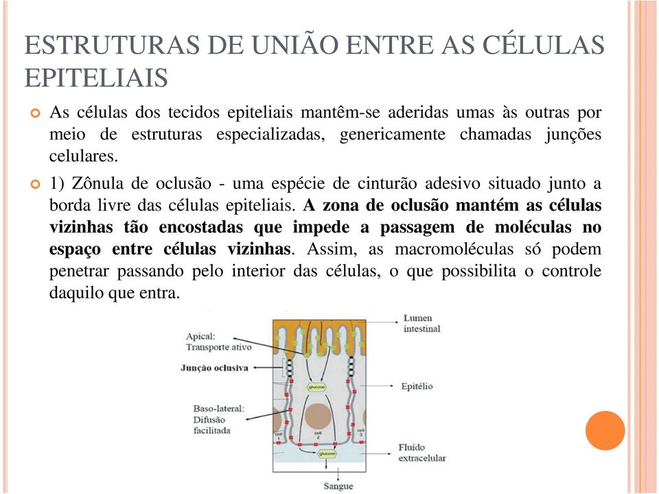 1) Zônula de oclusão - uma espécie de cinturão adesivo situado junto a borda livre das células epiteliais.