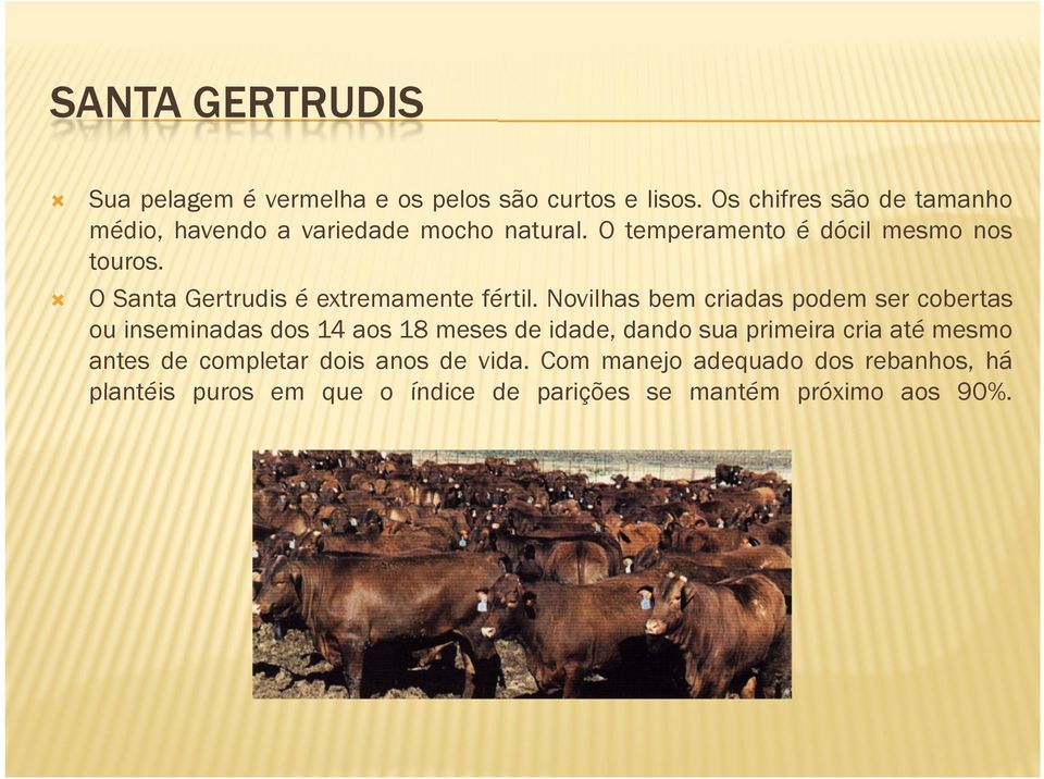 O Santa Gertrudis é extremamente fértil.