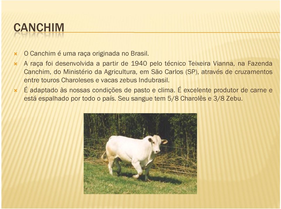 Ministério da Agricultura, em São Carlos (SP), através de cruzamentos entre touros Charoleses e vacas