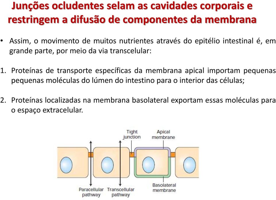 Proteínas de transporte específicas da membrana apical importam pequenas pequenas moléculas do lúmen do intestino