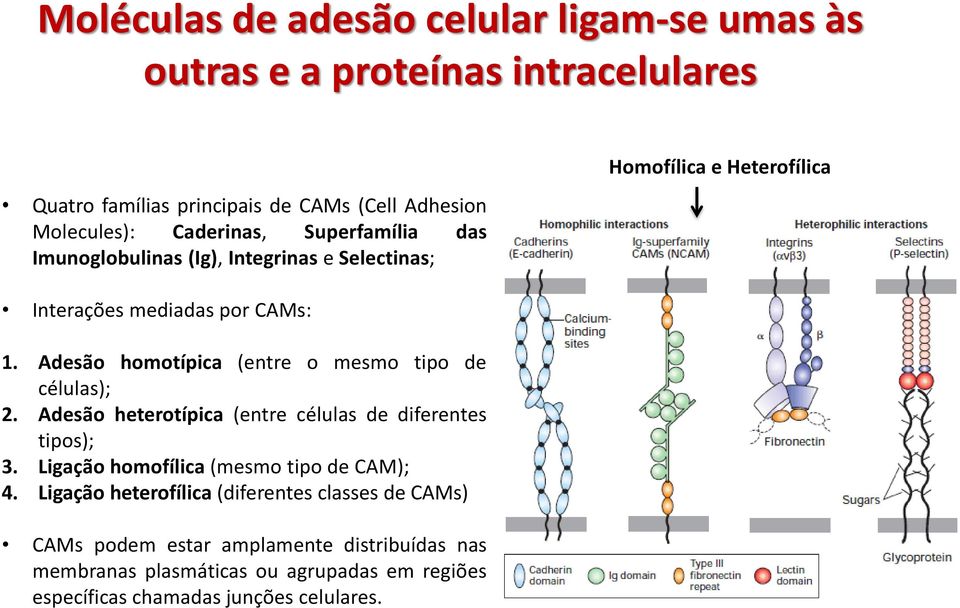 Adesão homotípica (entre o mesmo tipo de células); 2. Adesão heterotípica (entre células de diferentes tipos); 3.