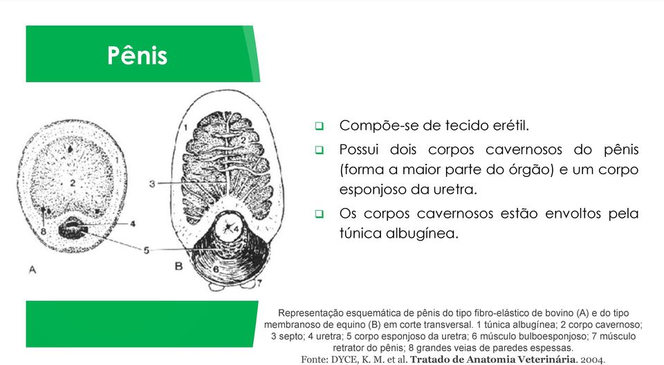 Representação esquemática de pênis do tipo fibro-elástico de bovino (A) e do tipo membranoso de equino (B) em corte transversal.