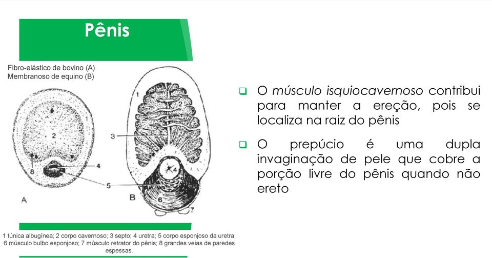 porção livre do pênis quando não ereto 1 túnica albugínea; 2 corpo cavernoso; 3 septo; 4 uretra; 5 corpo