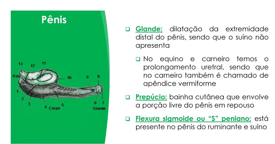 também é chamado de apêndice vermiforme Prepúcio: bainha cutânea que envolve a porção