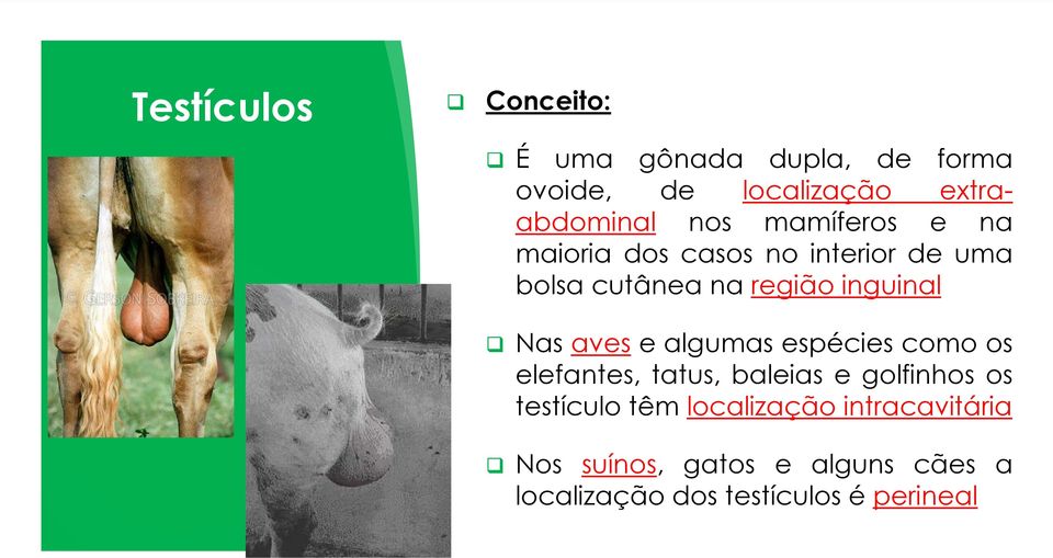 aves e algumas espécies como os elefantes, tatus, baleias e golfinhos os testículo têm