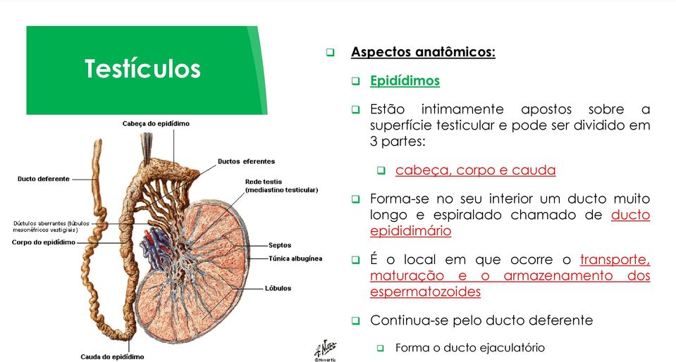 ducto muito longo e espiralado chamado de ducto epididimário É o local em que ocorre o