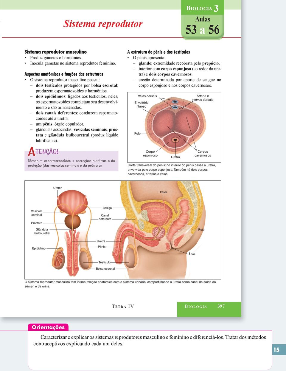 dois epidídimos: ligados aos testículos; neles, os espermatozoides completam seu desenvolvimento e são armazenados. dois canais deferentes: conduzem espermatozoides até a uretra.