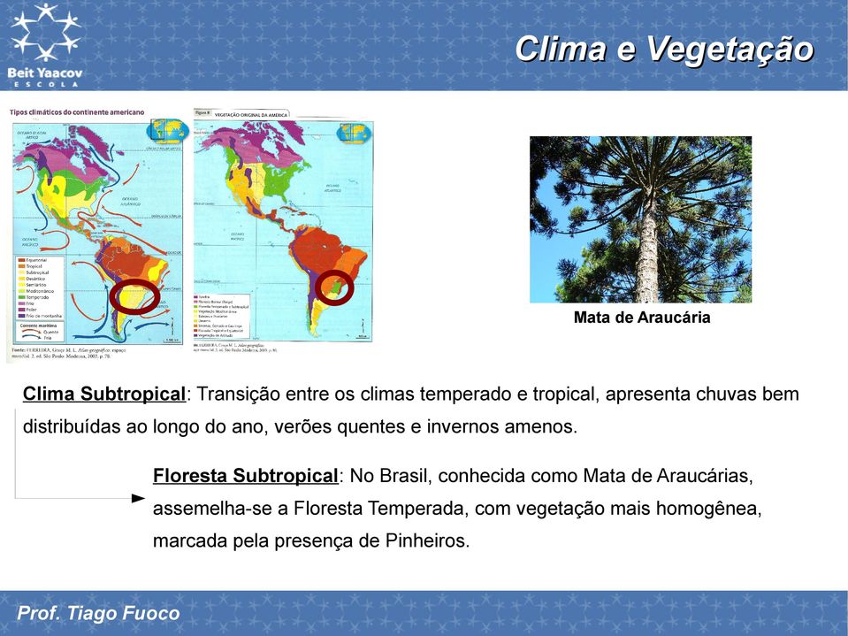 Floresta Subtropical: No Brasil, conhecida como Mata de Araucárias, assemelha-se a