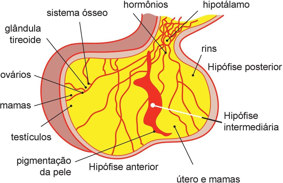 posterior mamas testículos pigmentação da