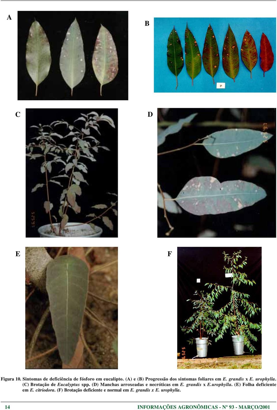 (C) rotação de Eucalyptus spp. (D) Manchas arroxeadas e necróticas em E. grandis x E.urophylla.